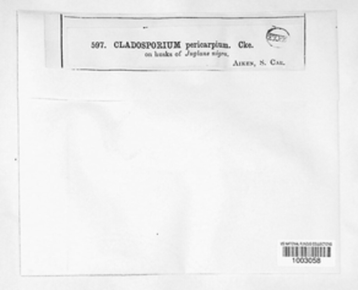 Cladosporium pericarpium image